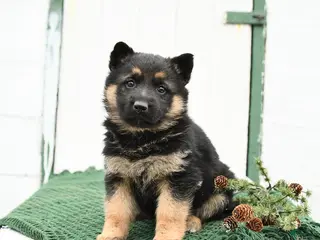 German Shepherd dogs Lily - Ad 20