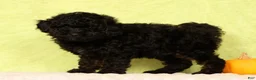 Pomapoo dogs for sale: Conner - Ad 7