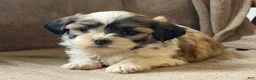 Shih Tzu dogs for sale: Callie - Ad 5
