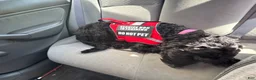 Labradoodle dogs for sale: Labradoodle for sale 43227 - Ad 4
