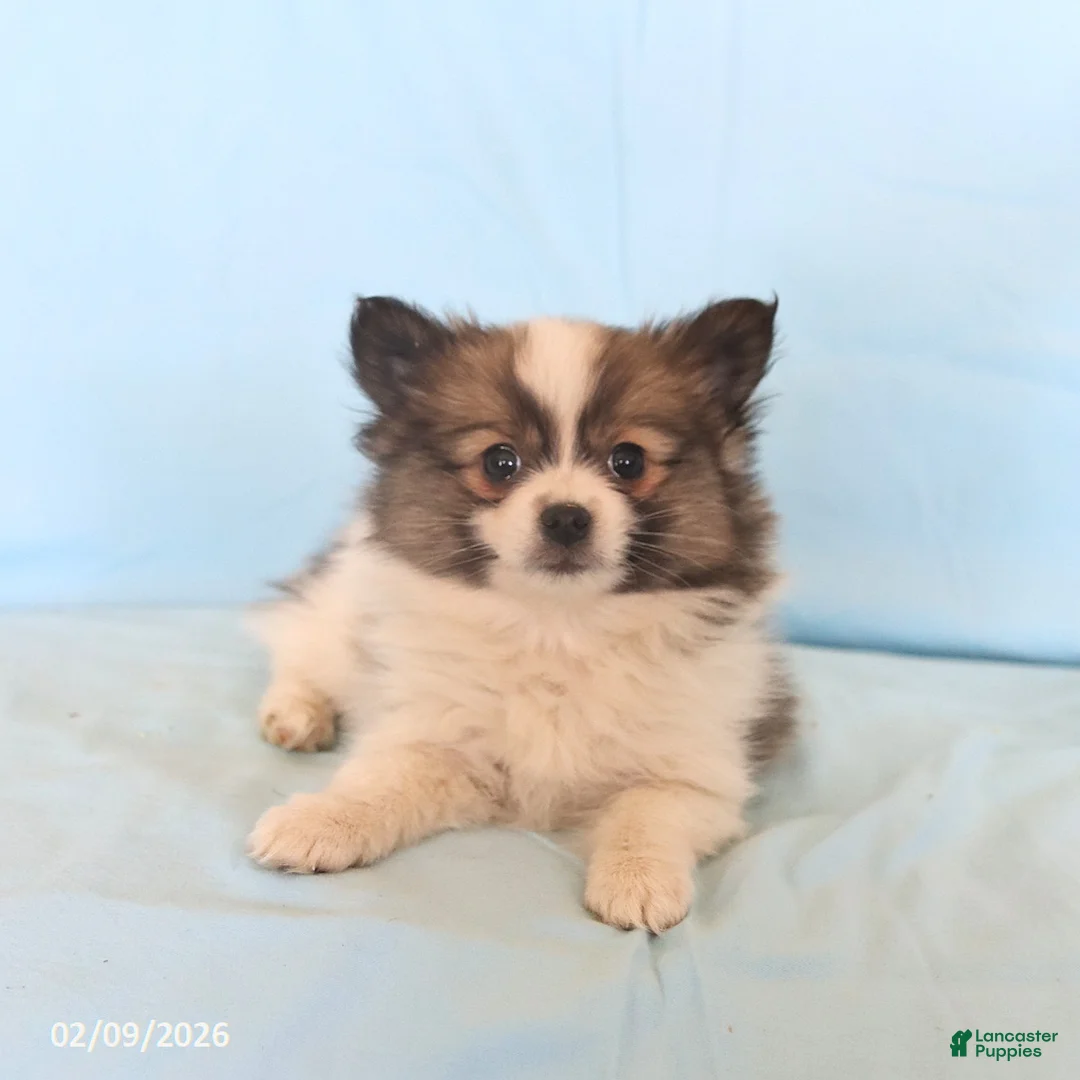 Pomeranian dogs for sale: Lucy - Ad 3