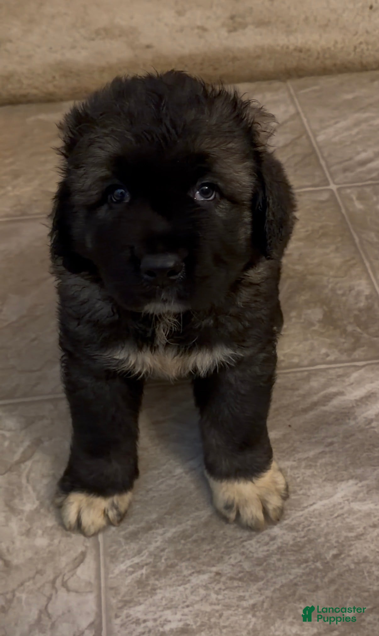 Caucasian Shepherd Dog dogs Caucasian Shepherd Dog Puppy 1 - Ad 7