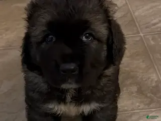 Caucasian Shepherd Dog dogs Caucasian Shepherd Dog Puppy 1 - Ad 7