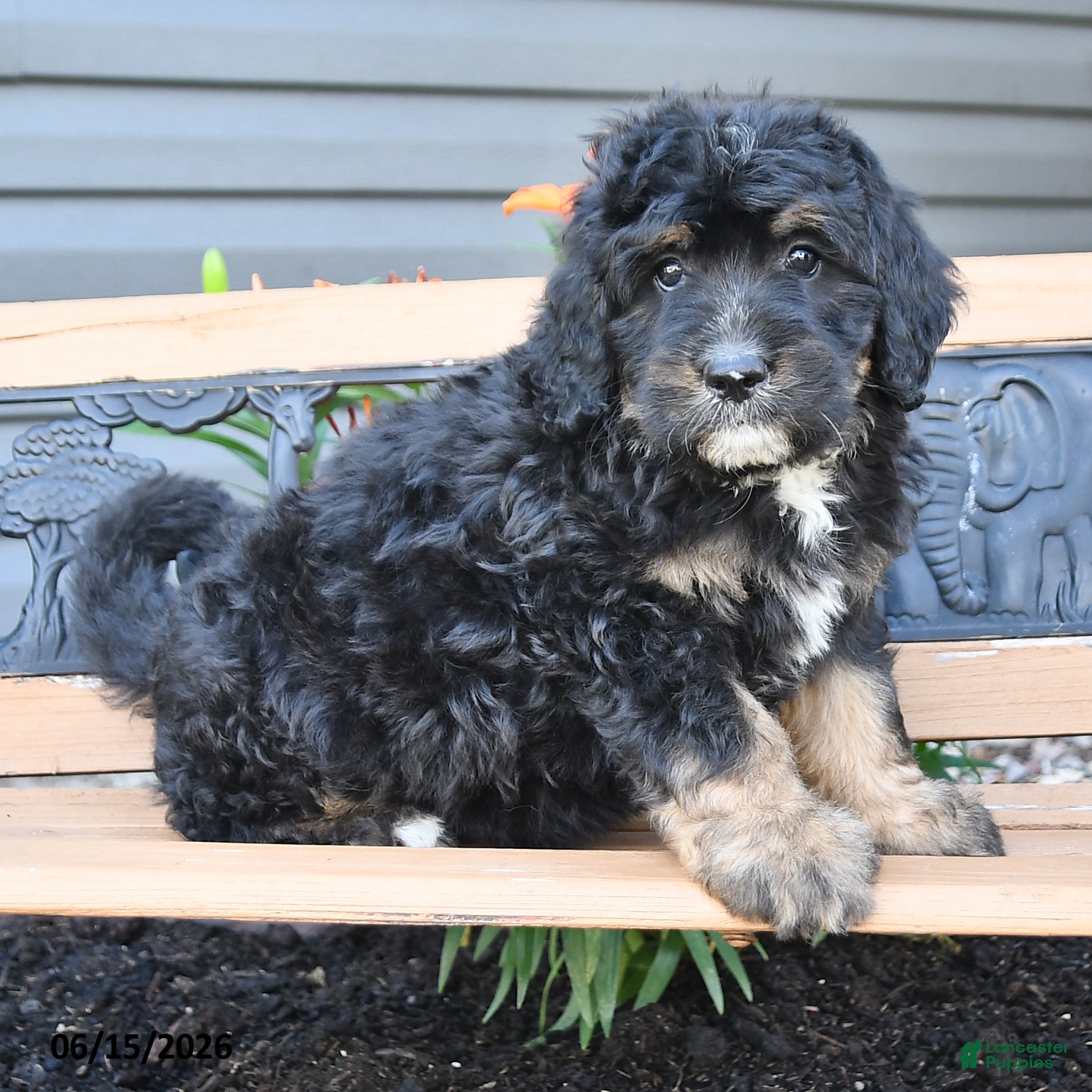 Bernedoodle dogs Nova - Ad 2