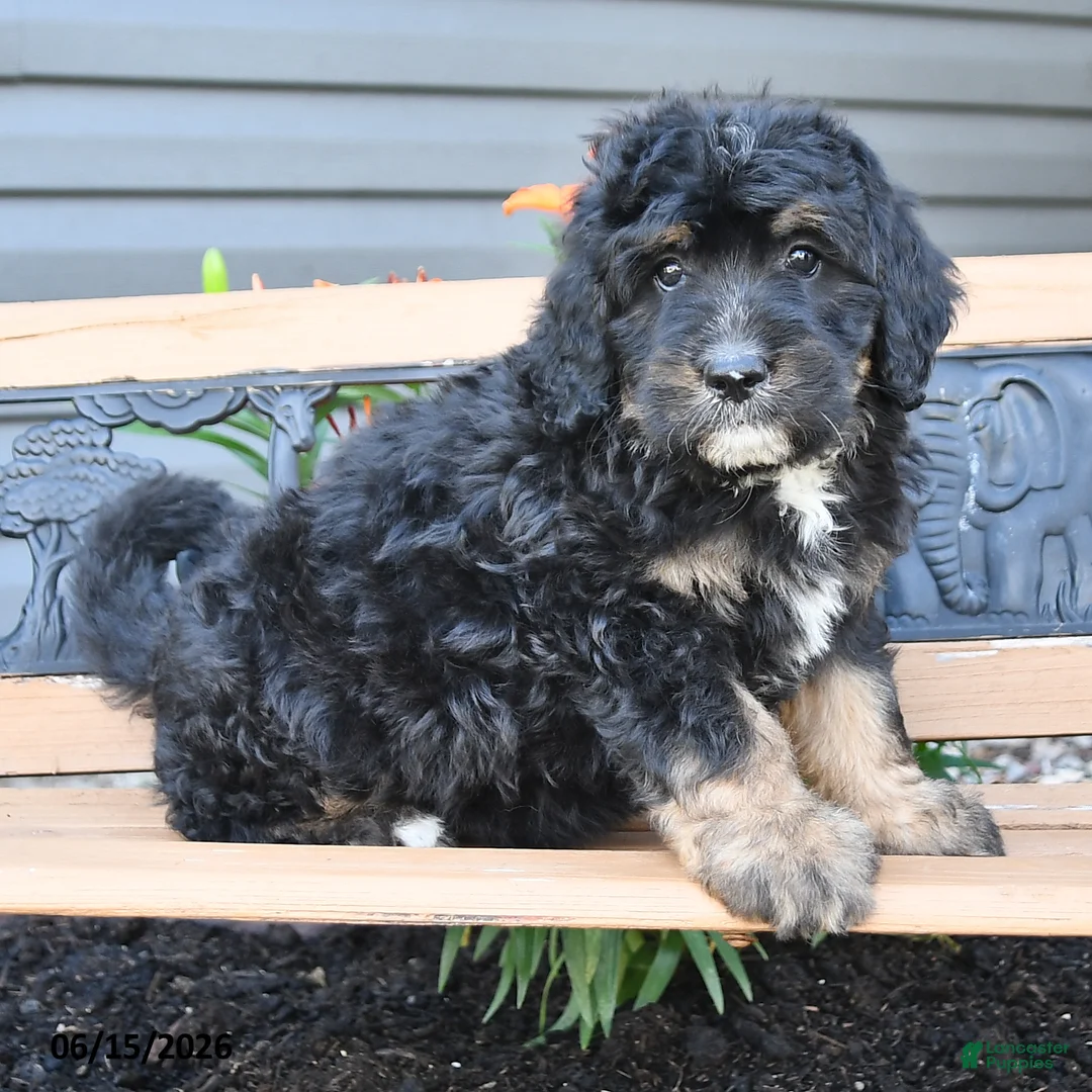 Bernedoodle dogs for sale: Nova - Ad 2