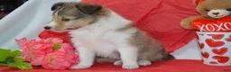 Shetland Sheepdog dogs for sale: Cherie - Ad 3