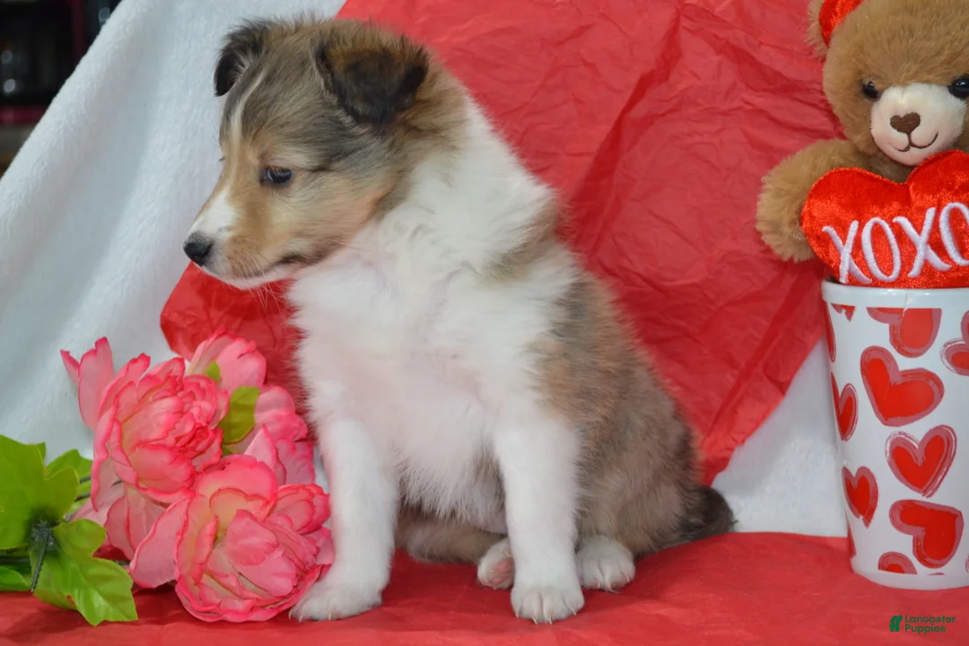 Shetland Sheepdog dogs for sale: Cherie - Ad 3