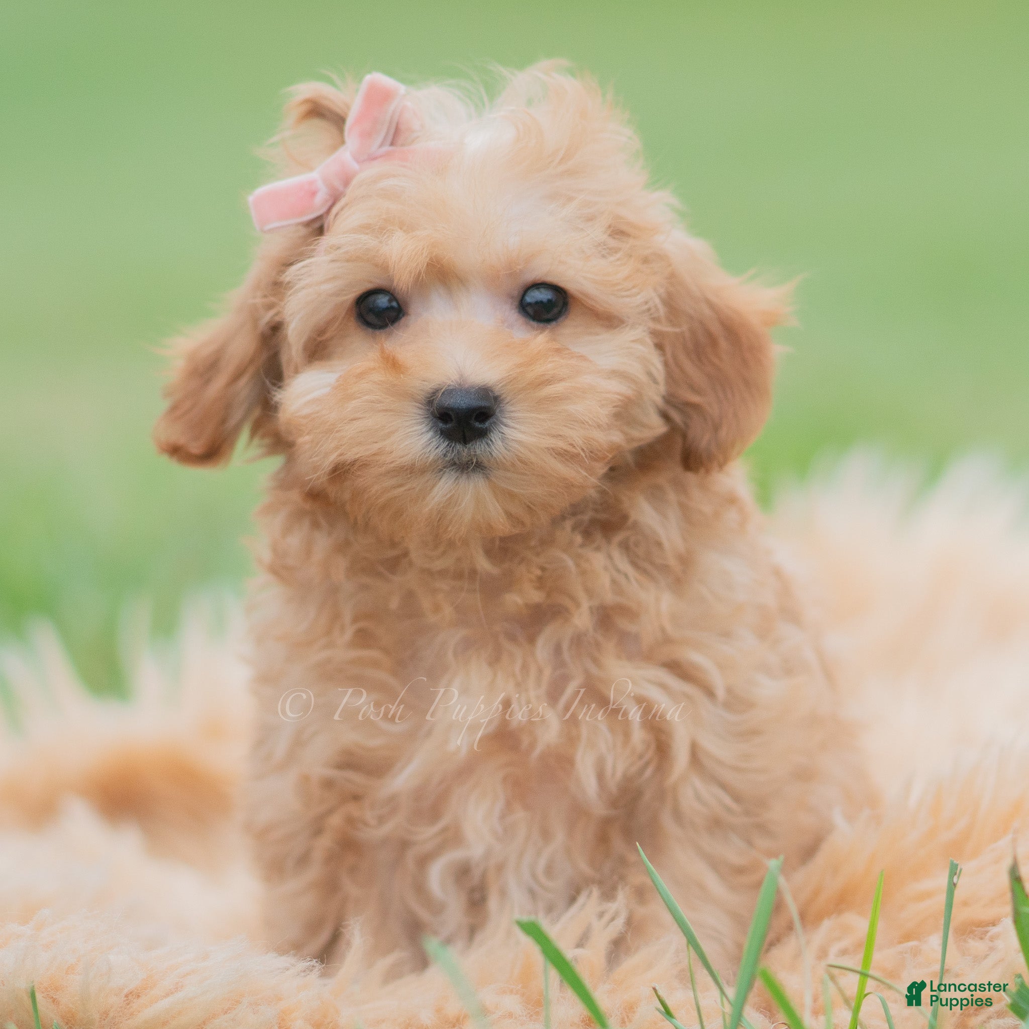 Maltipoo dogs for sale: Pixie - Ad 28