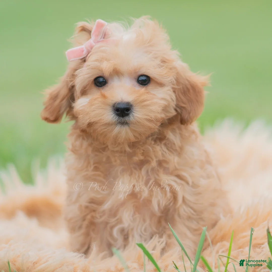 Maltipoo dogs for sale: Pixie - Ad 1