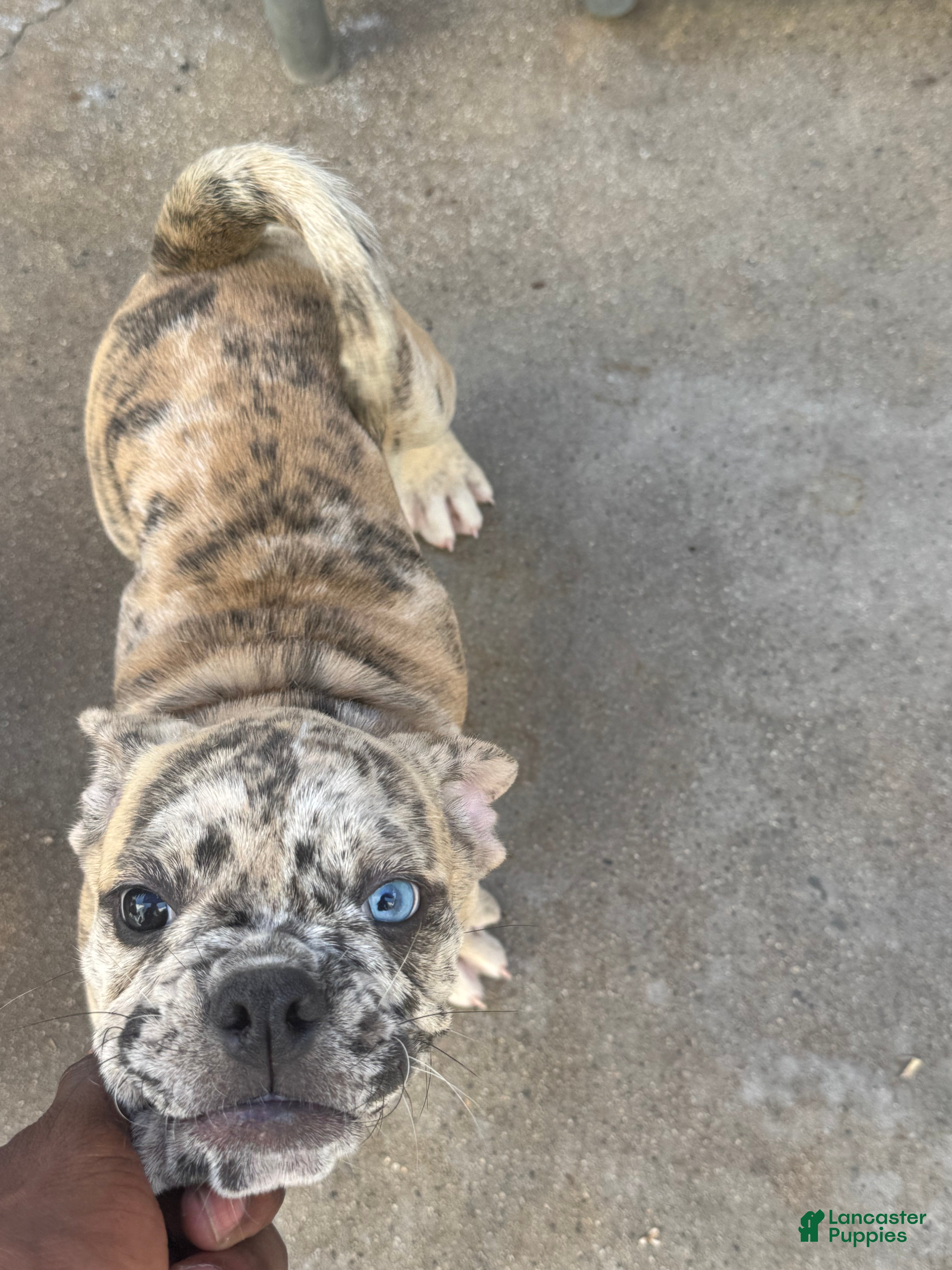 Olde English Bulldogge dogs Olde English Bulldogge 1 - Ad 42