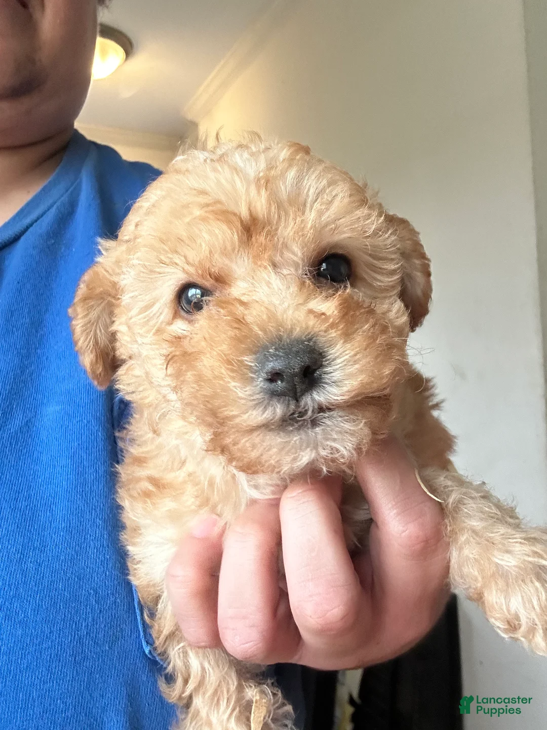 Yorkiepoo dogs for sale: Leonardo - Ad 1