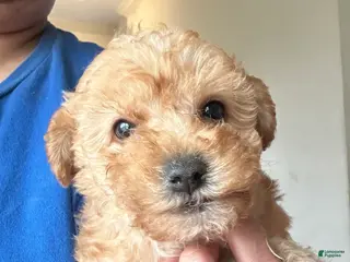 Yorkiepoo dogs Leonardo - Ad 38