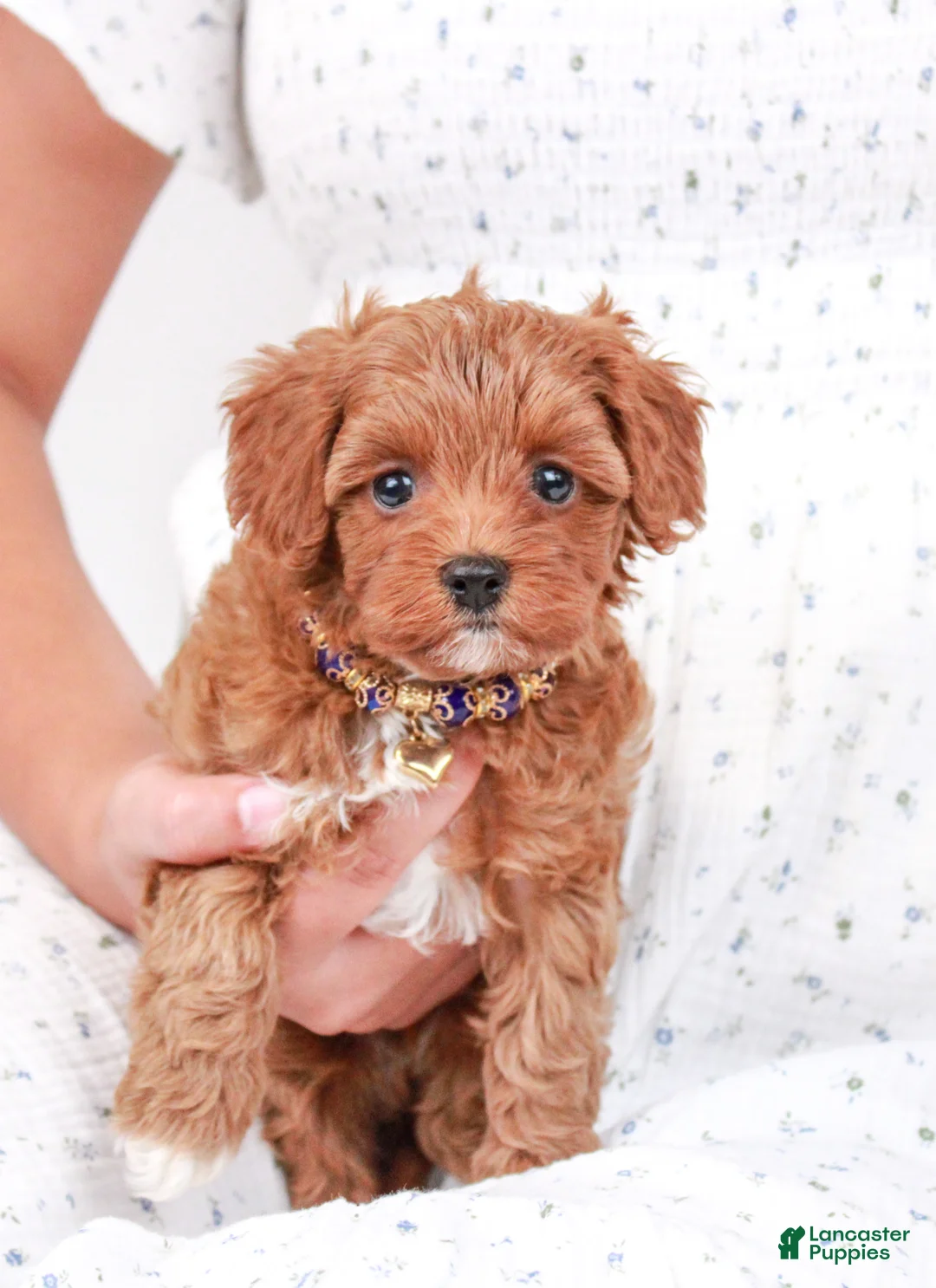 Cavapoo dogs for sale: Tumbletwig - Ad 1