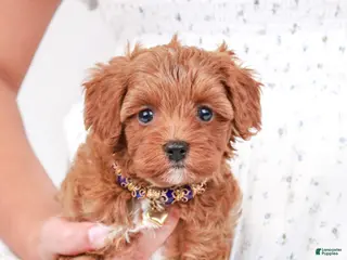 Cavapoo dogs Tumbletwig - Ad 42