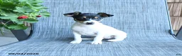 Toy Fox Terrier dogs for sale: Garth - Ad 5