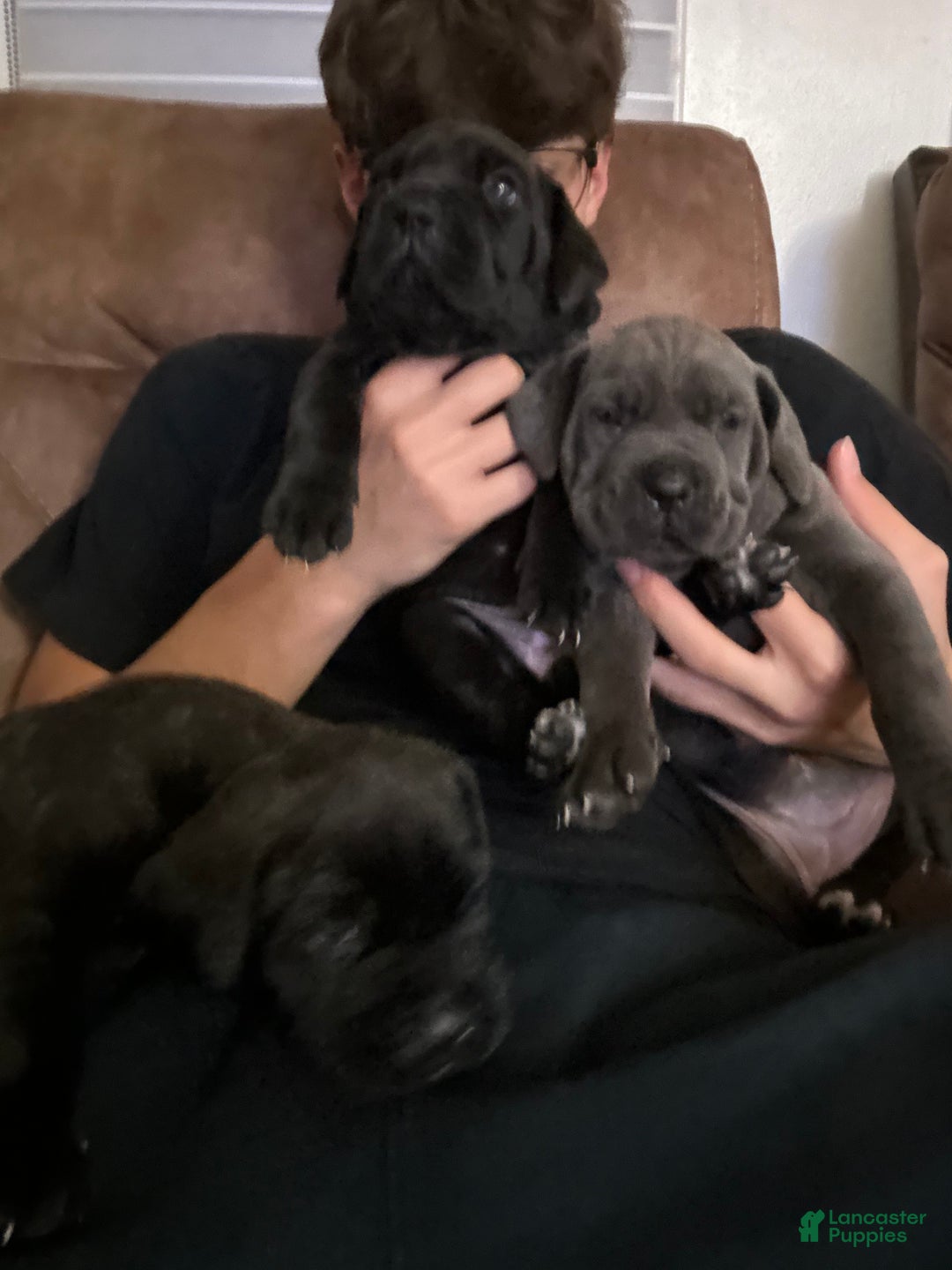 Cane Corso dogs for sale: Cane Corso Puppy 3 - Ad 2