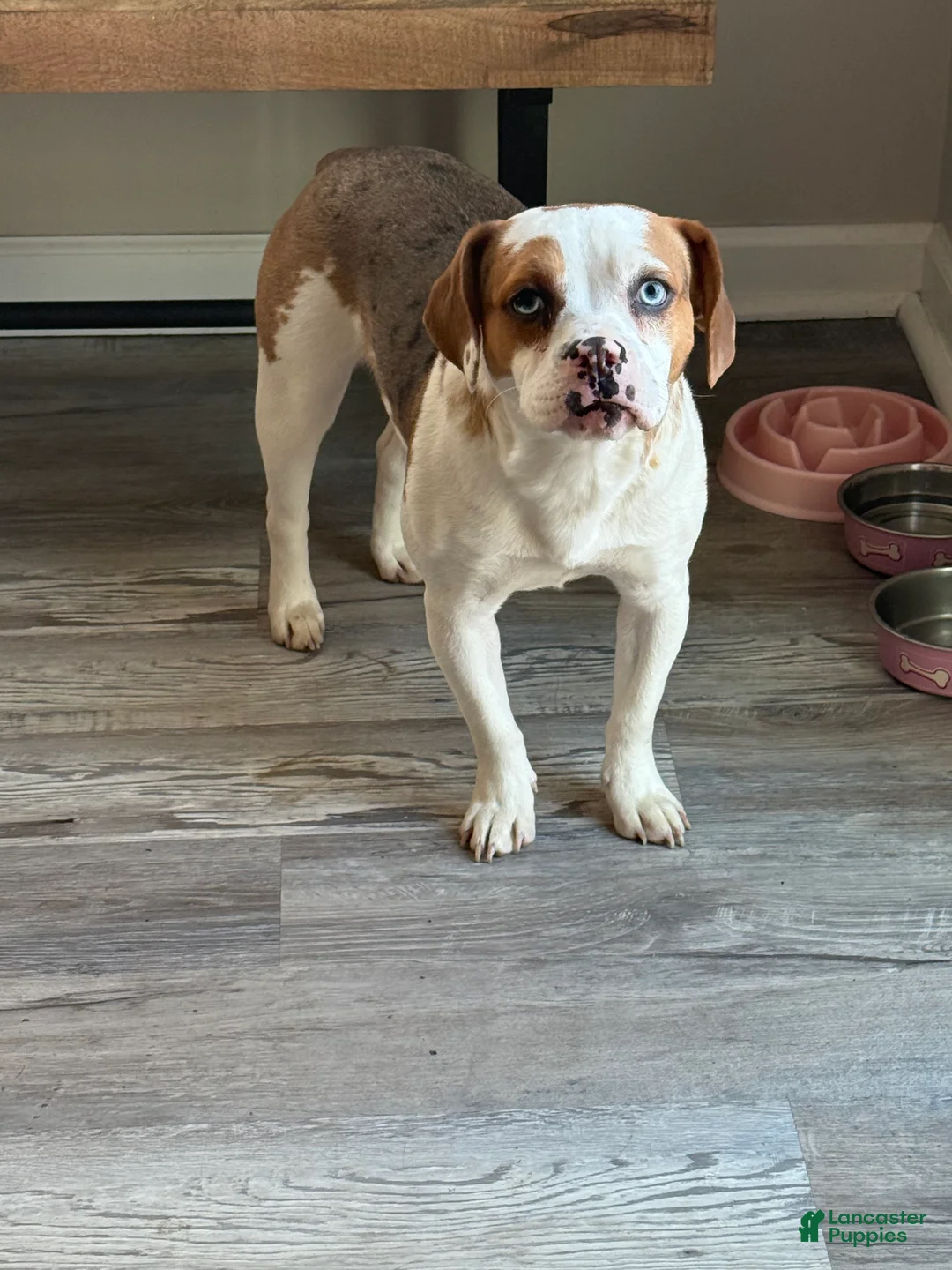 Mixed Breed dogs for sale: Oreo - Ad 8