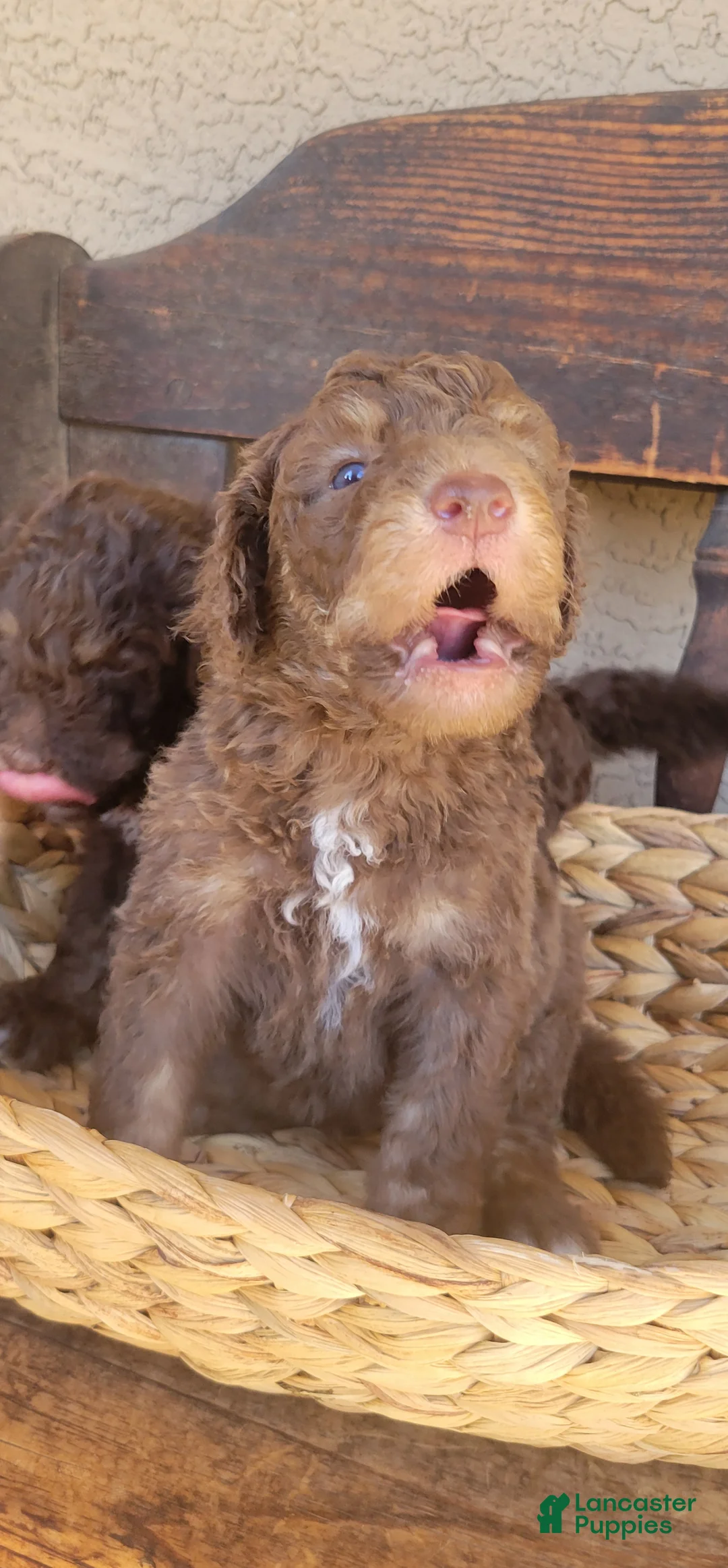 Aussiedoodle dogs for sale: Aussiedoodle Gus Gus - Ad 2