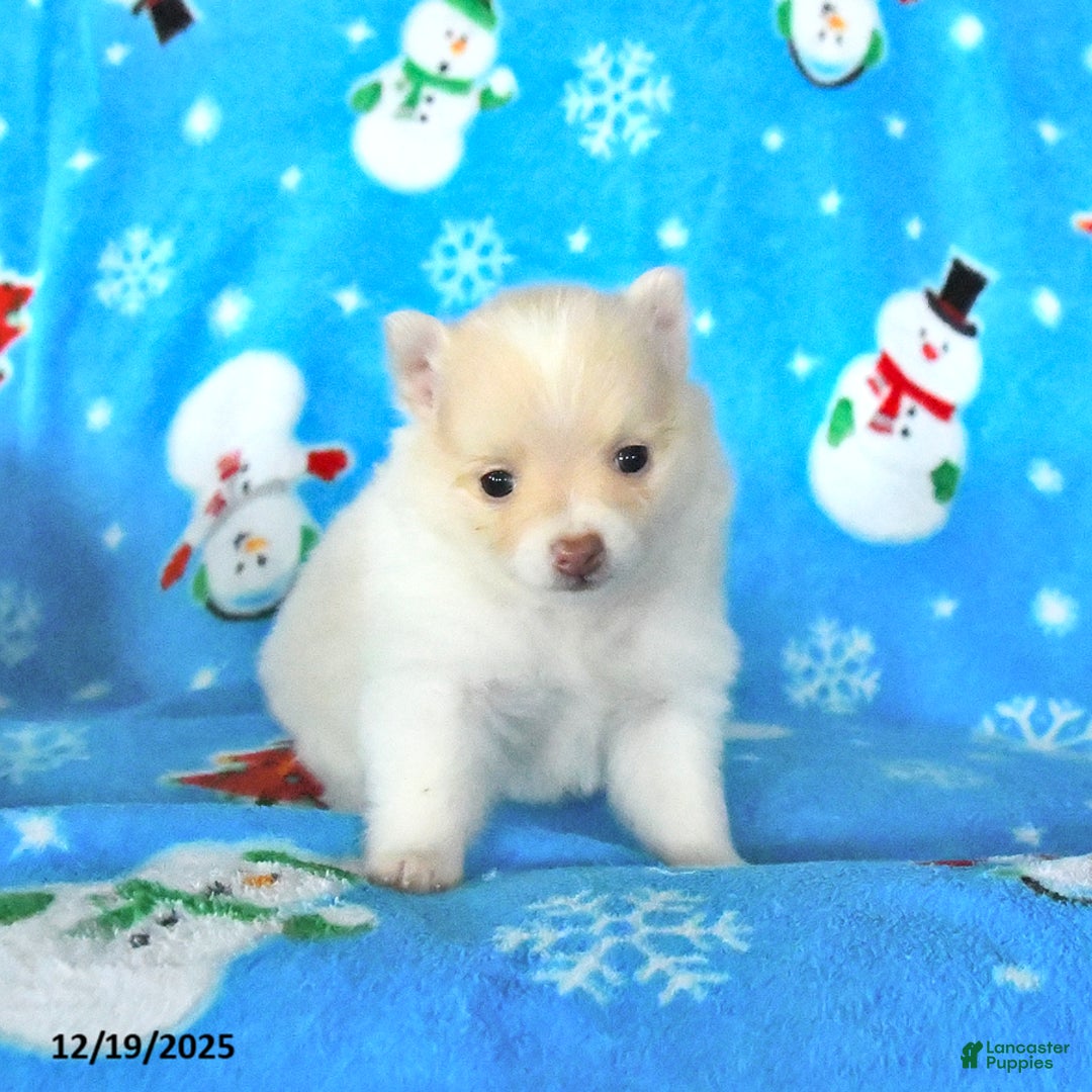 Pomeranian dogs for sale: Peaches - Ad 3