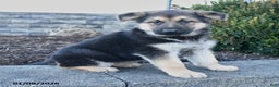 German Shepherd dogs for sale: Gypsy - Ad 4