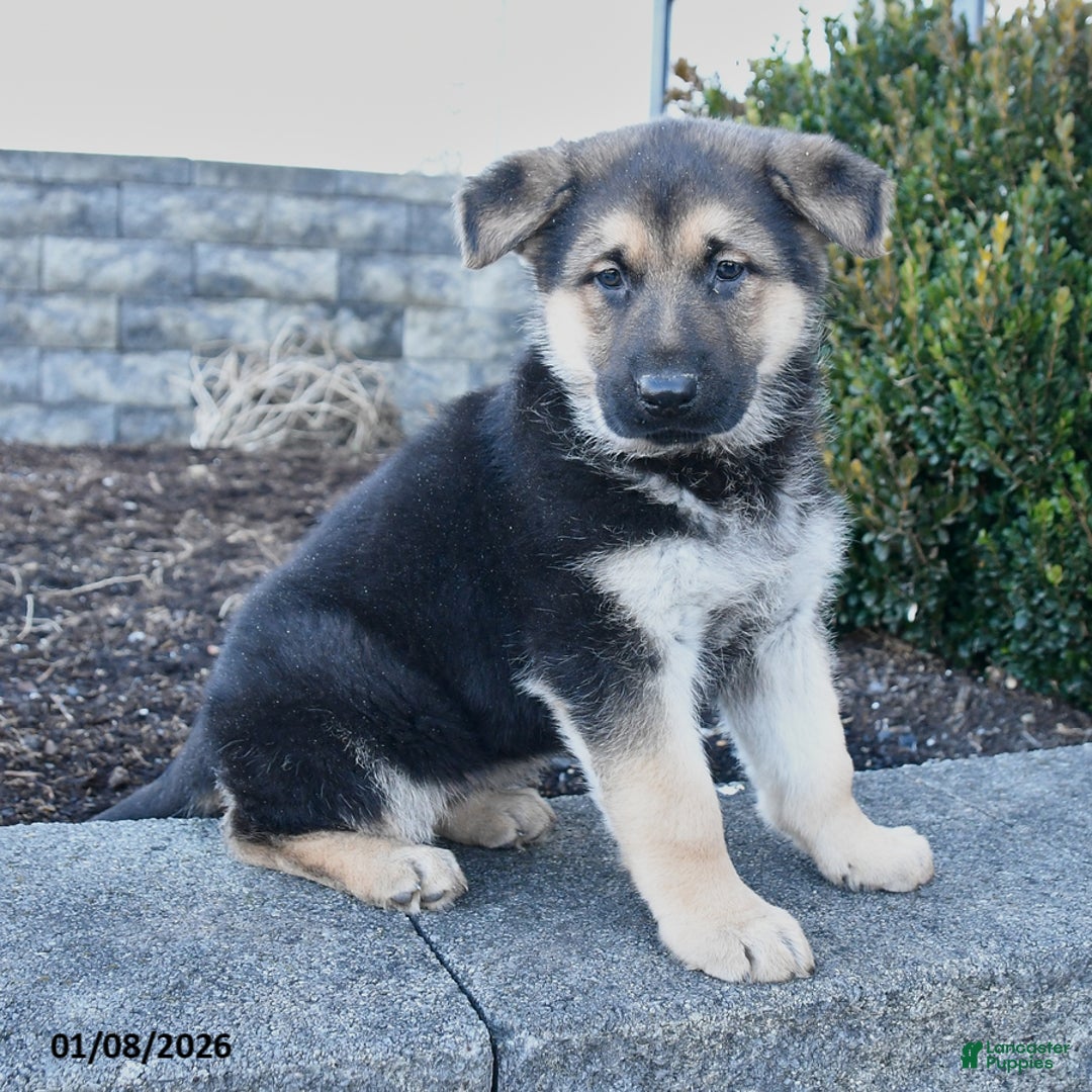 German Shepherd dogs for sale: Gypsy - Ad 4