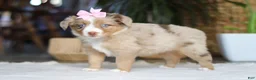 Australian Shepherd dogs for sale: Juniper - Ad 5