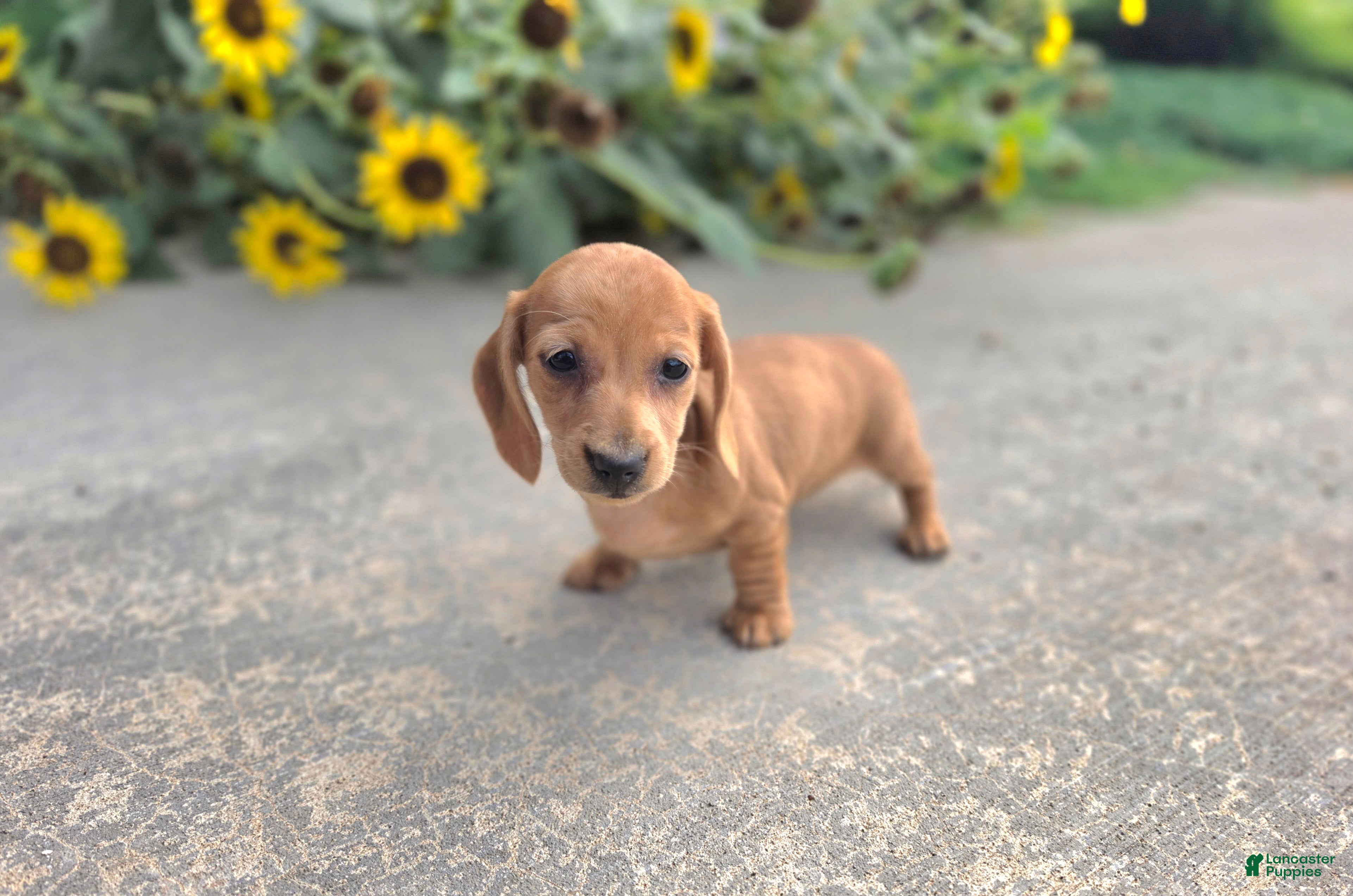 Miniature Dachshund dogs Holly - Ad 2