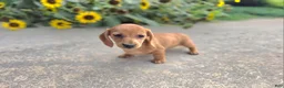 Miniature Dachshund dogs for sale: Holly - Ad 2