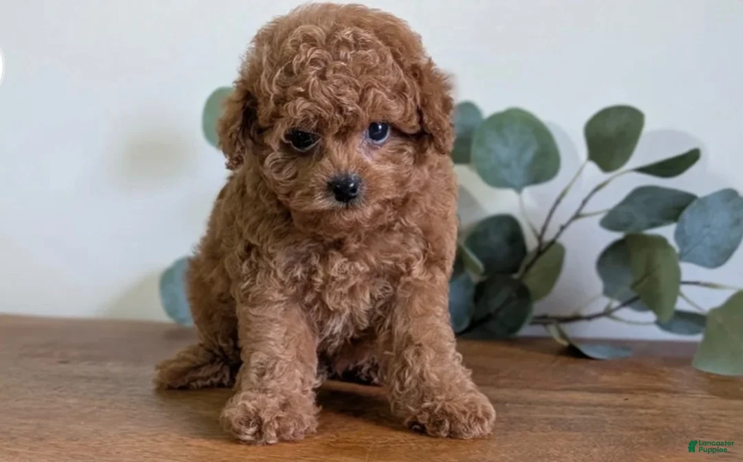 Cavapoo dogs for sale: Darwen  - Ad 3