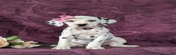 Dalmatian dogs for sale: Kiersten - Ad 3