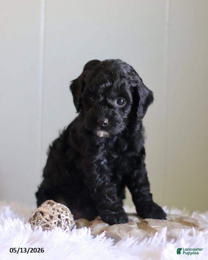Cavapoo dogs Laddie Special Needs - Ad 1