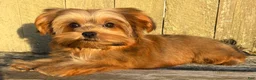 Shorkie dogs for sale: 💙IN BOSTON MASSACHUSETTS AREA💙ADORABLE SHORKIE BOY💙WILL BE SMALL💙 - Ad 10