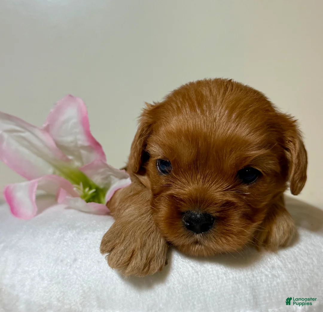 Cavapoo dogs for sale: Bubbles Cavapoo  - Ad 2