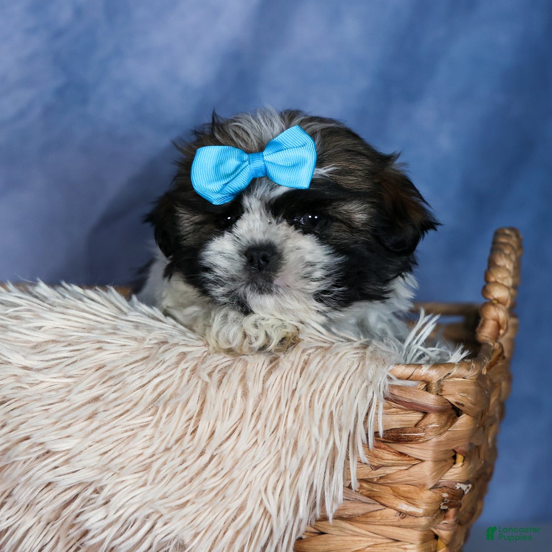Shih Tzu dogs for sale: MOOSE - Ad 11