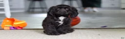 Cocker Spaniel dogs for sale: Jace - Ad 3