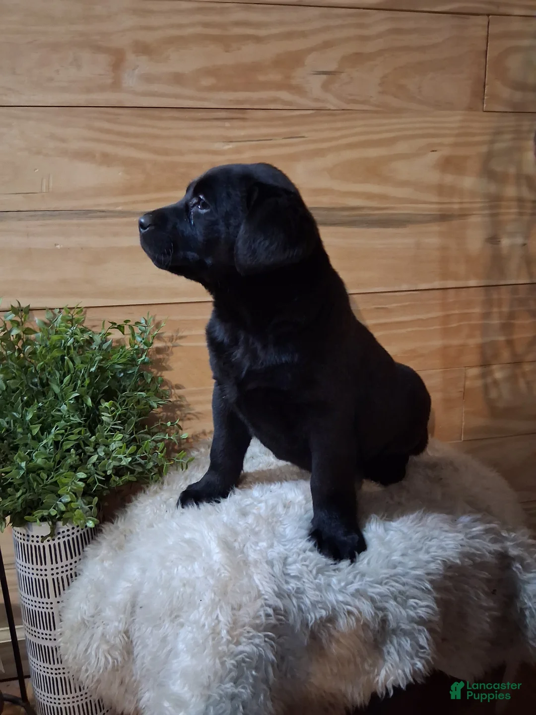 Labrador Retriever dogs for sale: Labrador Retriever Puppy 2 - Ad 2