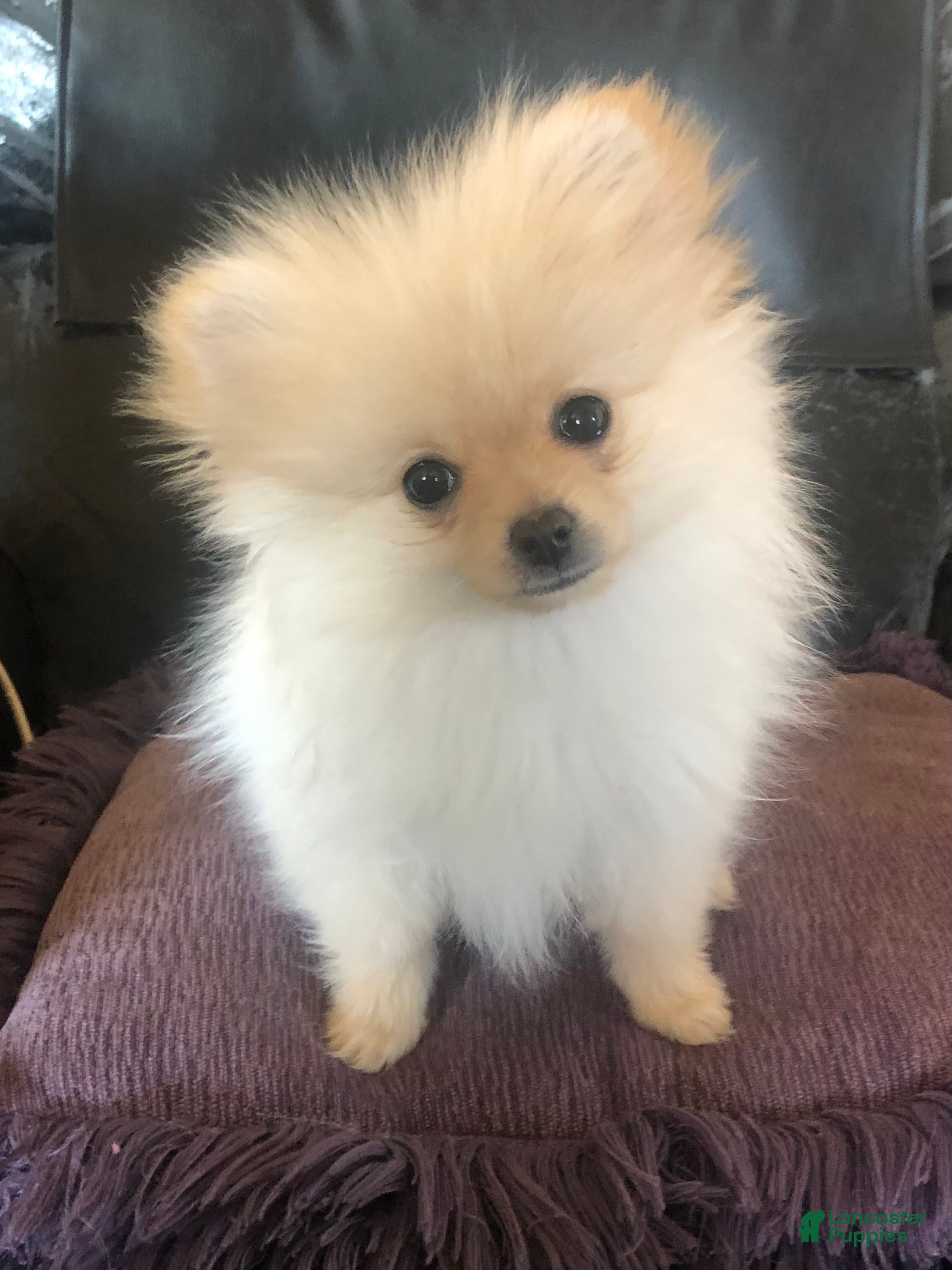 Pomeranian dogs Arwen - Ad 2