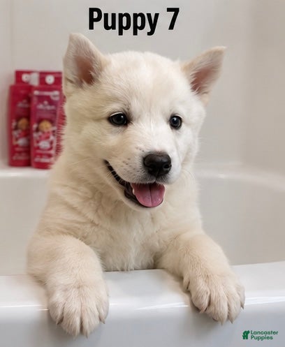 Mixed Breed dogs Mixed Breed 7 - Ad 9