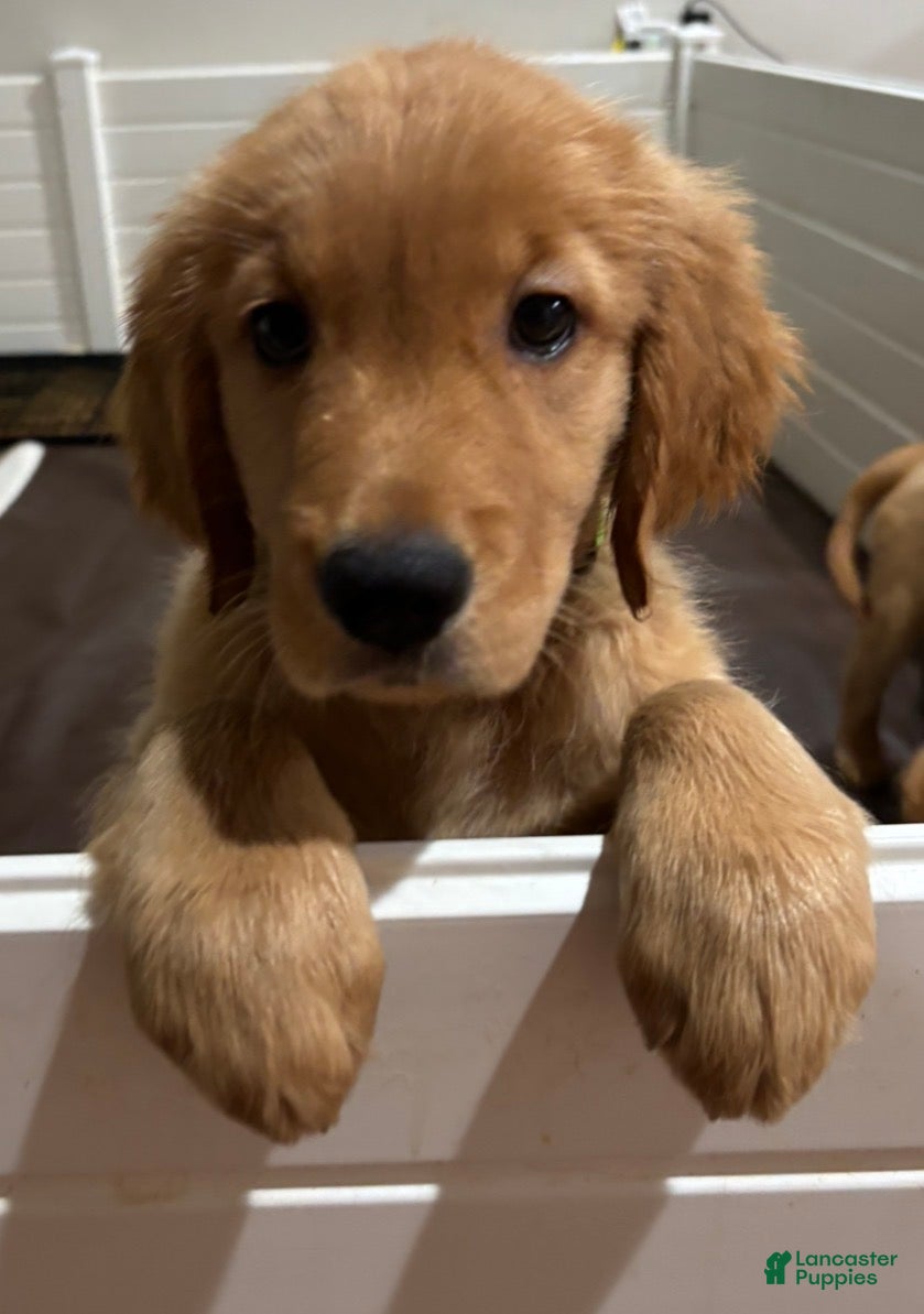 Golden Retriever dogs Golden Retriever “Lucy” - Ad 1
