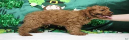 Cavapoo dogs for sale: Cinnamon  - Ad 6