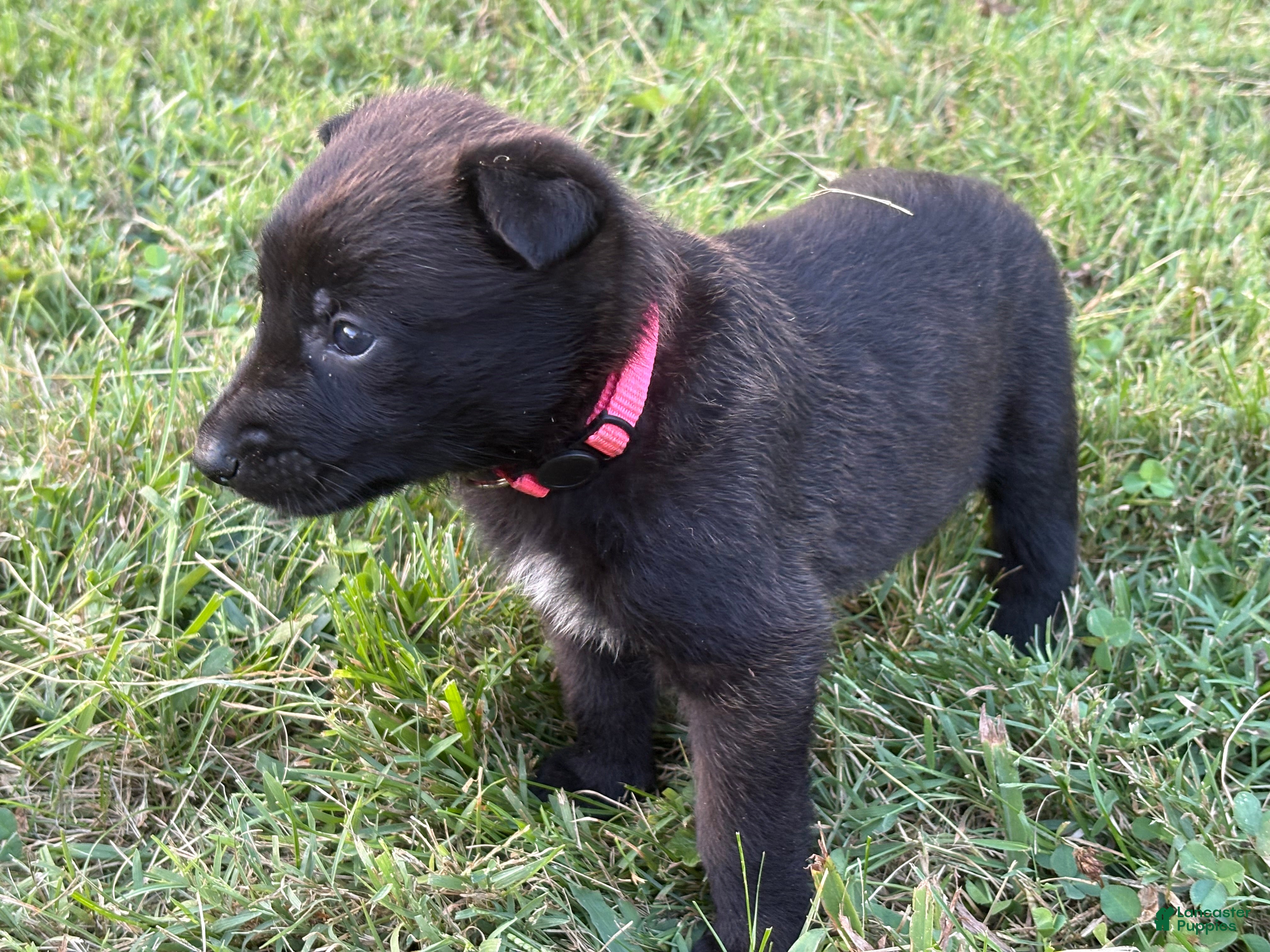 Belgian Malinois