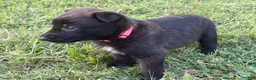 Belgian Malinois dogs for sale: Holly Golightly (dark pink) - Ad 5