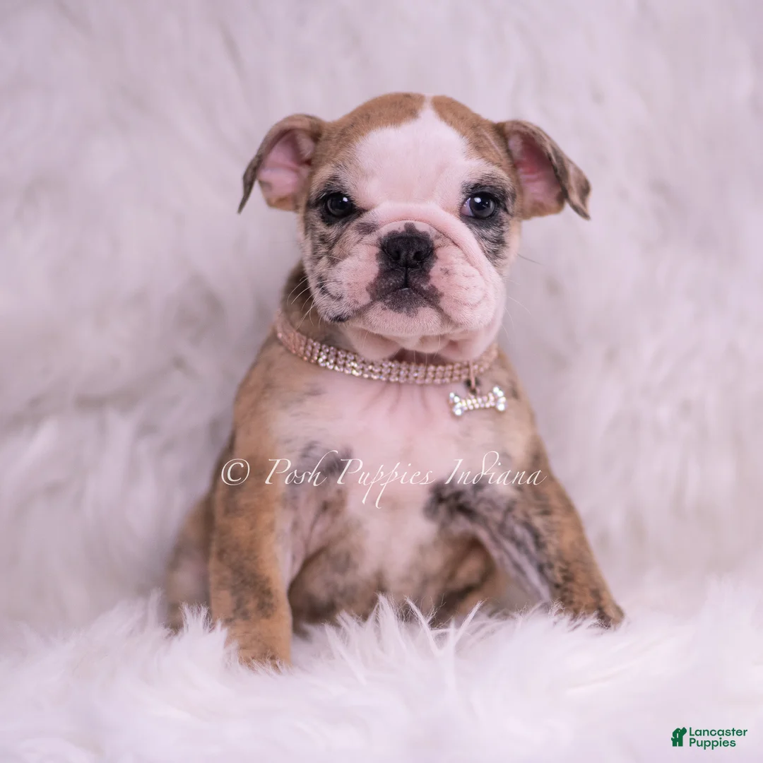 English Bulldog dogs for sale: Verushka - Ad 1