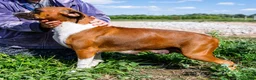 Boxer dogs for sale: Orlando Boxer - Ad 9