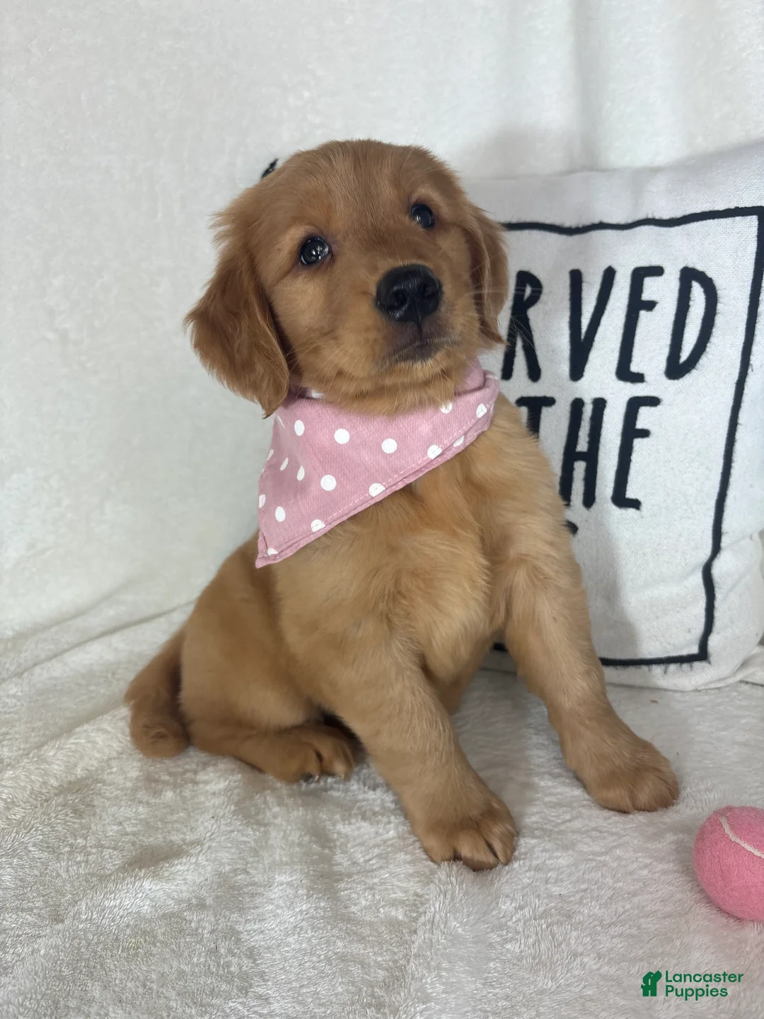 Golden Retriever dogs for sale: Honey - Ad 2