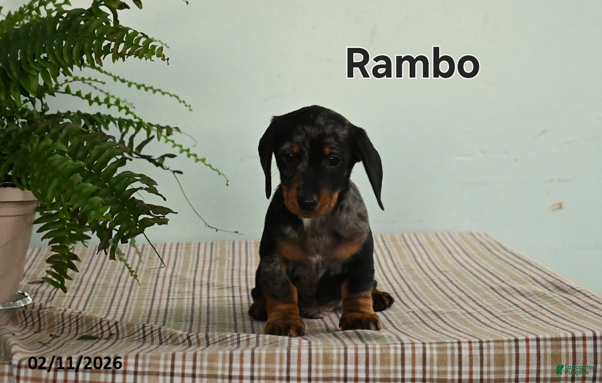 Miniature Dachshund dogs Rambo - Ad 21