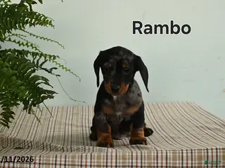 Miniature Dachshund dogs Rambo - Ad 21