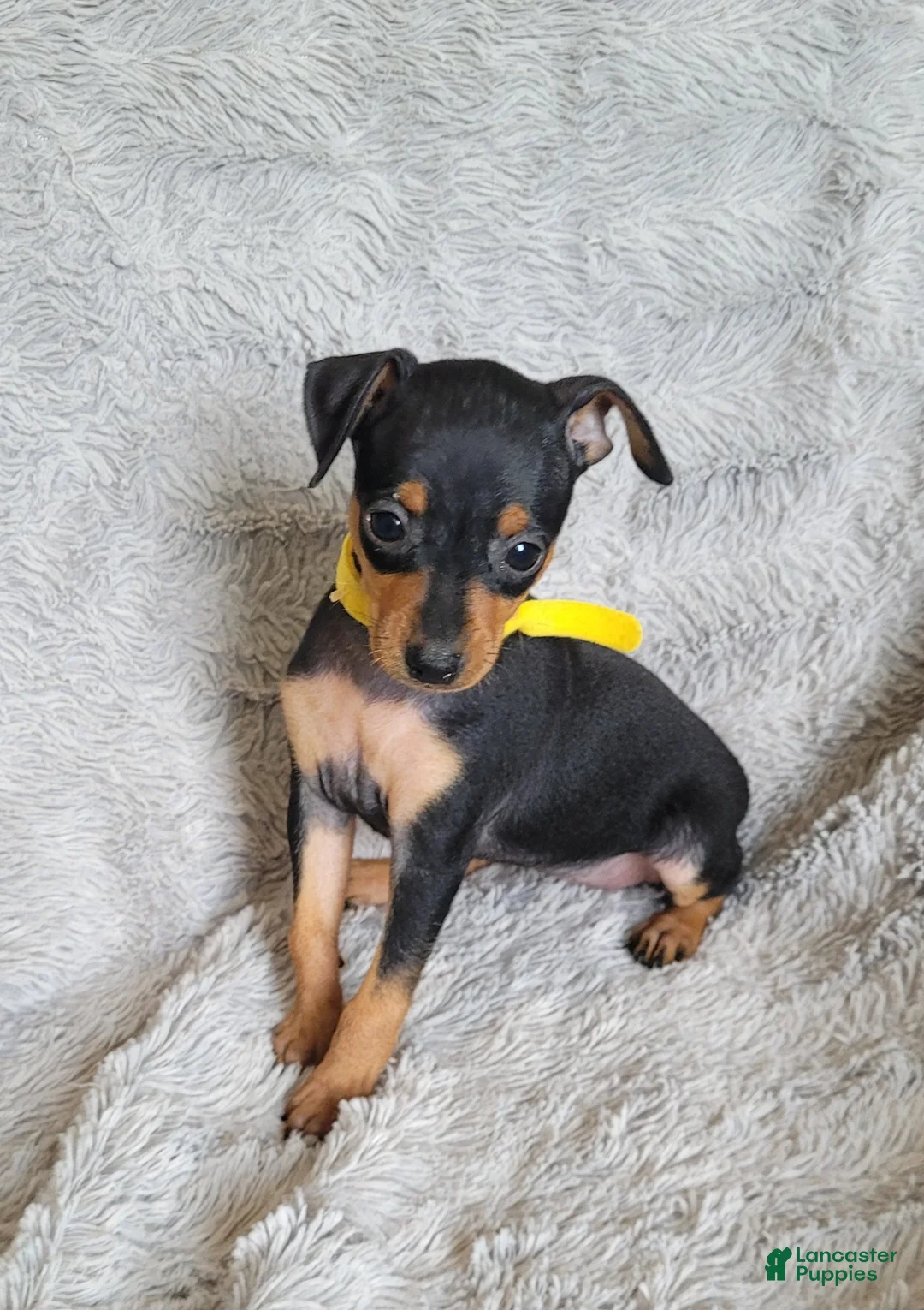 Miniature Pinscher dogs for sale: Paya - Ad 2