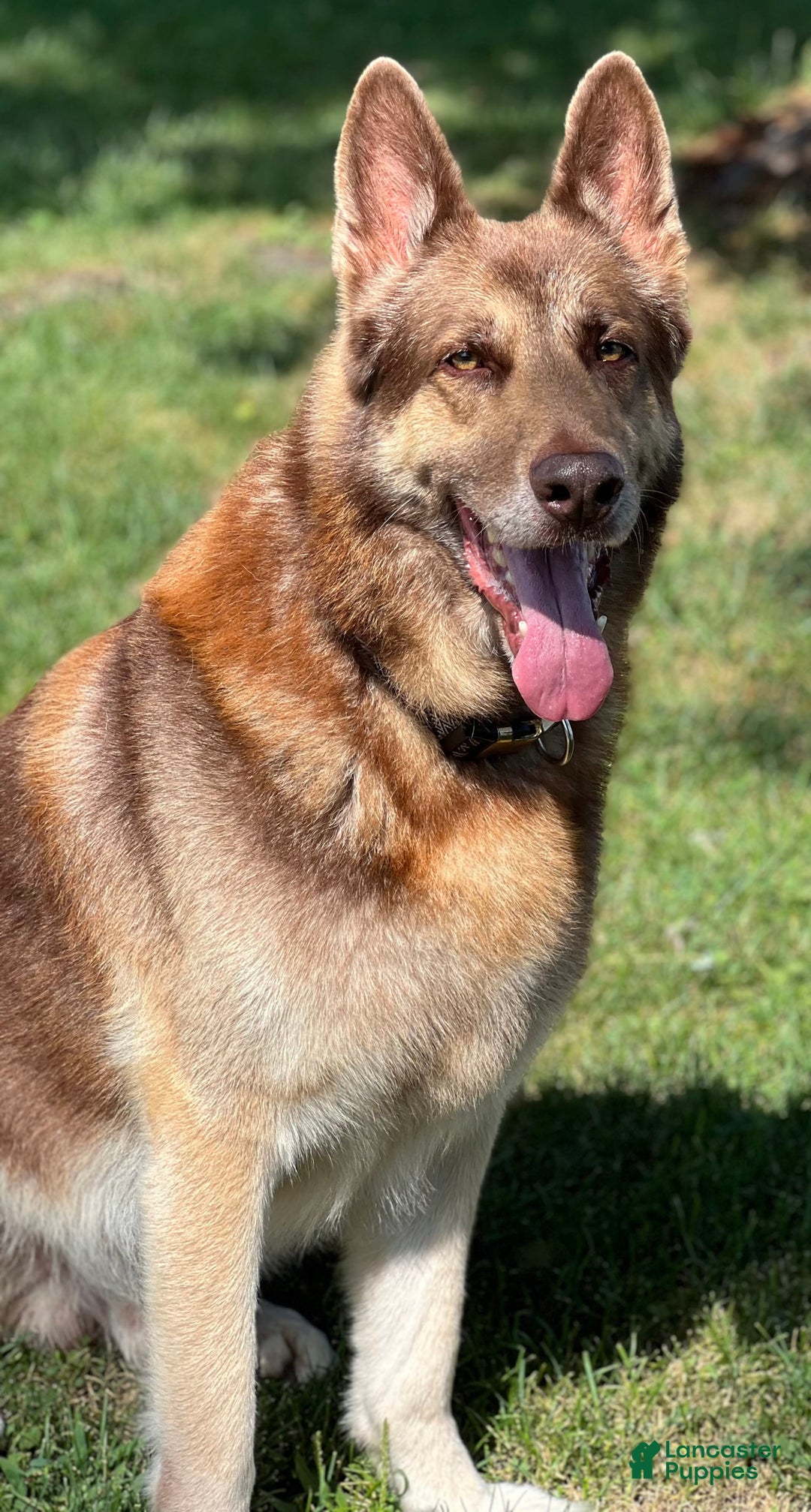 German Shepherd dogs for stud: Rafiki Von Moyer Haus - Ad 1