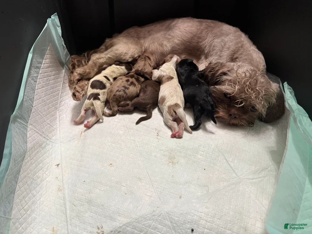 Shihpoo dogs for sale: Oliver  - Ad 36